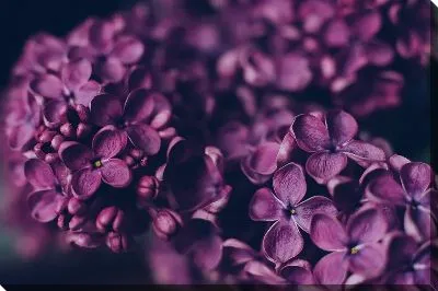 Постер Сирень на темном фоне