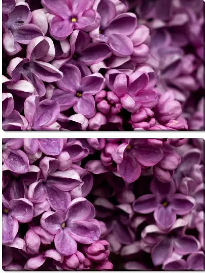 Модульная картина Сирень крупным планом