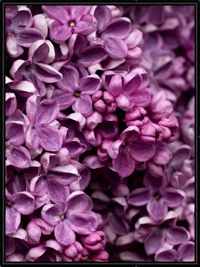 Картина Сирень крупным планом