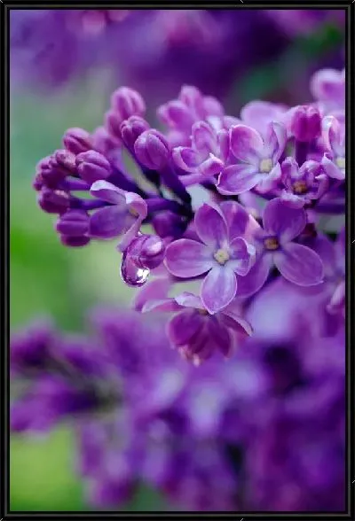 Картина Яркие цветы сирени