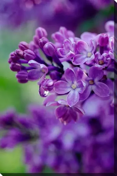 Постер Яркие цветы сирени