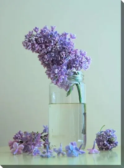 Постер Сирень в банке