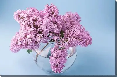 Постер Сирень в круглой вазе