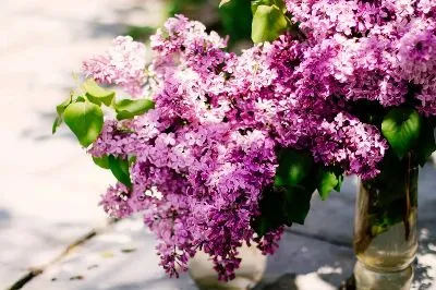 Плакат Летняя сирень №2