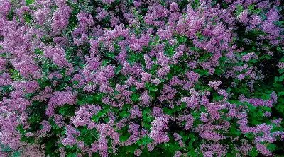 Плакат Куст сирени