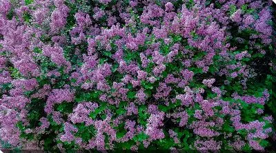Постер Куст сирени