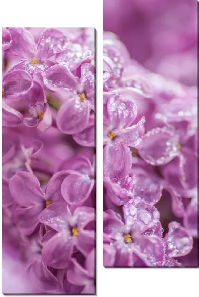 Модульная картина Сирень с росой