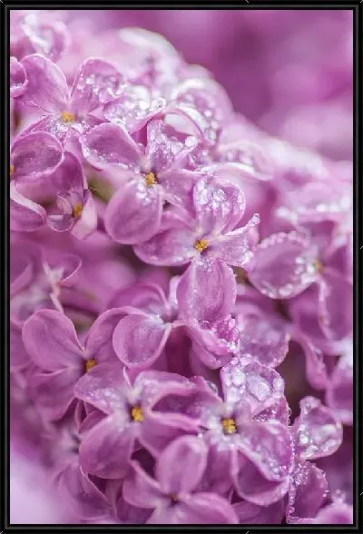 Картина Сирень с росой