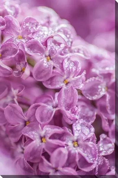 Постер Сирень с росой