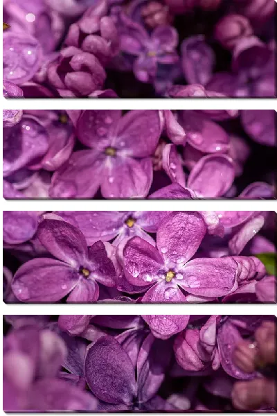 Модульная картина Сирень с росой №2