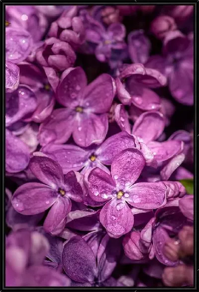 Картина Сирень с росой №2