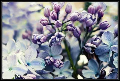Картина Сирень №6