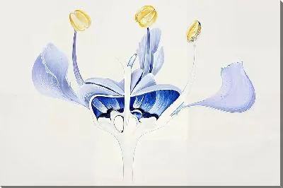 Картина маслом Разрез цветка сирени