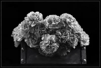 Ч/б гвоздики