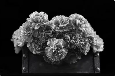 Ч/б гвоздики