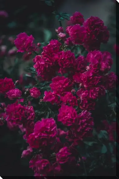 Постер Куст с гвоздиками