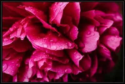 Макро гвоздика