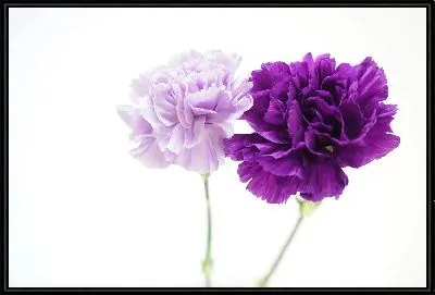 Картина Сиреневые гвоздики