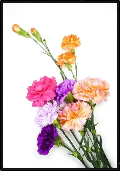 Картина Букет гвоздик №2