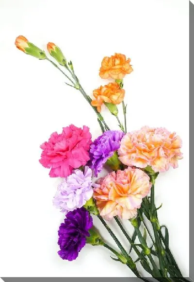 Постер Букет гвоздик №2