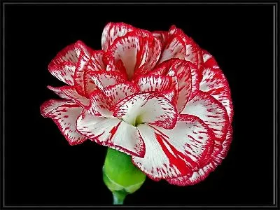 Гвоздика на черном фоне