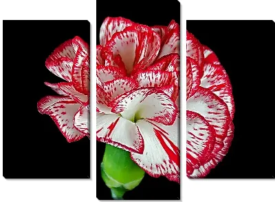 Гвоздика на черном фоне