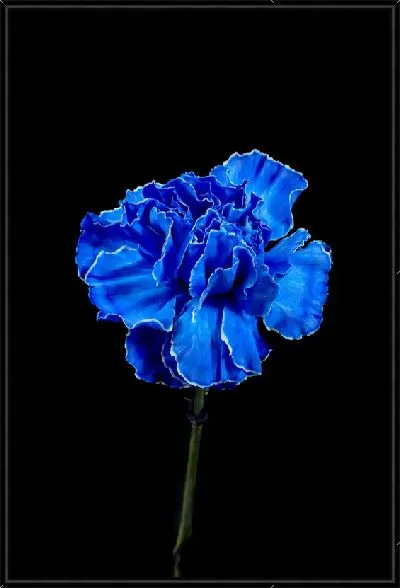 Картина Синяя гвоздика