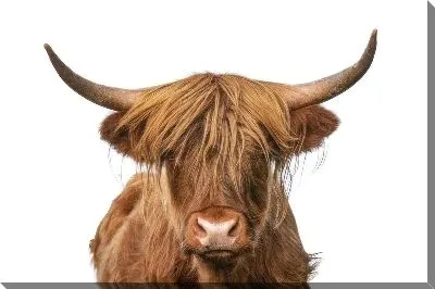 Картина маслом Бык №2