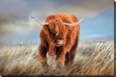 Картина маслом Бык №17