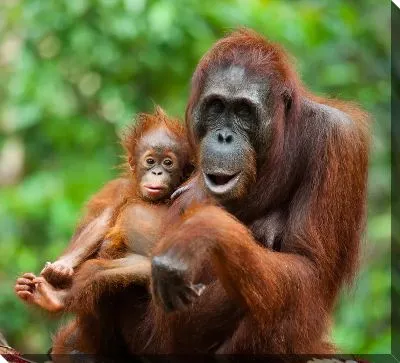 Орангутанг и дитё