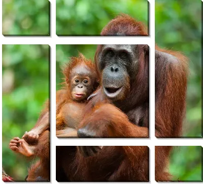 Орангутанг и дитё