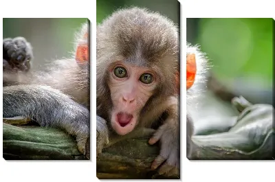 Модульная картина Удивленная мартышка