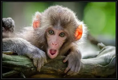 Картина Удивленная мартышка