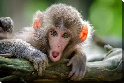 Постер Удивленная мартышка