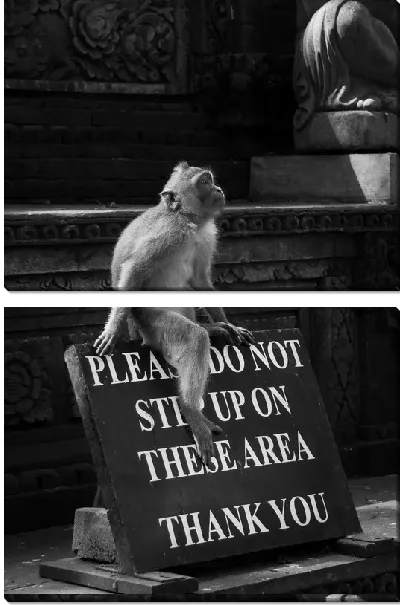 Модульная картина Антимотивационная обезьяна