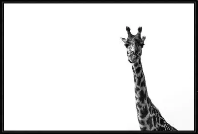 Жираф в ч/б №3