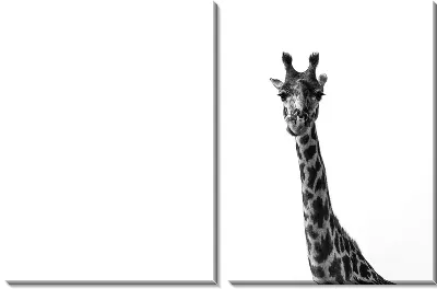 Жираф в ч/б №3