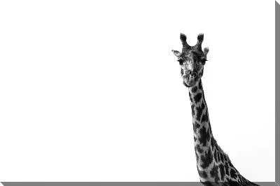 Жираф в ч/б №3