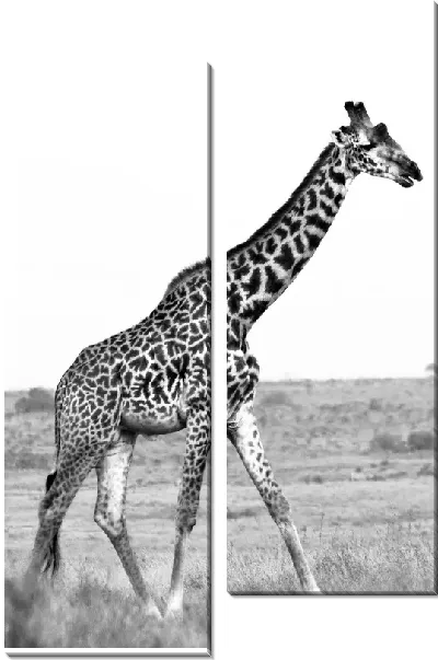 Модульная картина Жираф в ч/б №8