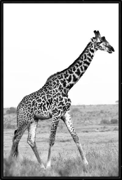 Картина Жираф в ч/б №8
