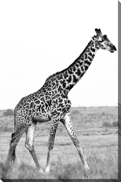 Постер Жираф в ч/б №8
