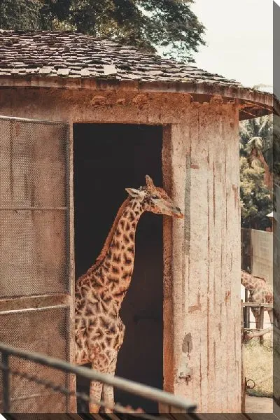Постер Дом жирафа