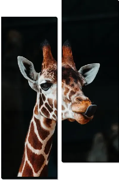 Модульная картина Жираф на черном фоне