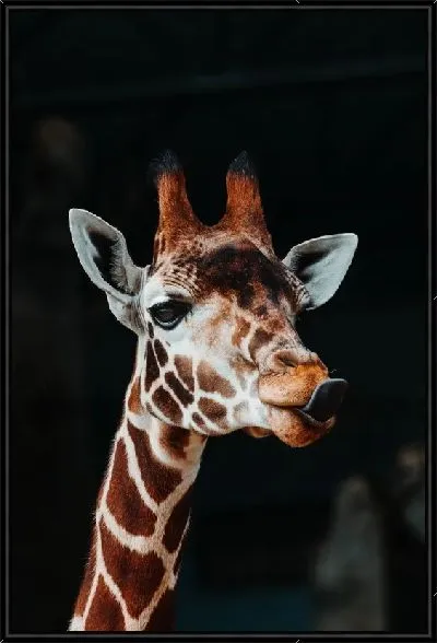 Картина Жираф на черном фоне