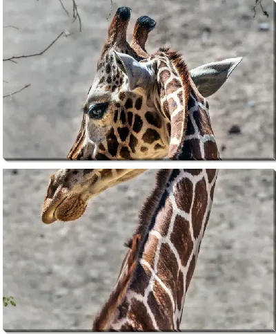 Модульная картина Изогнутая шея жирафа