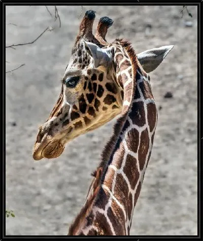 Картина Изогнутая шея жирафа