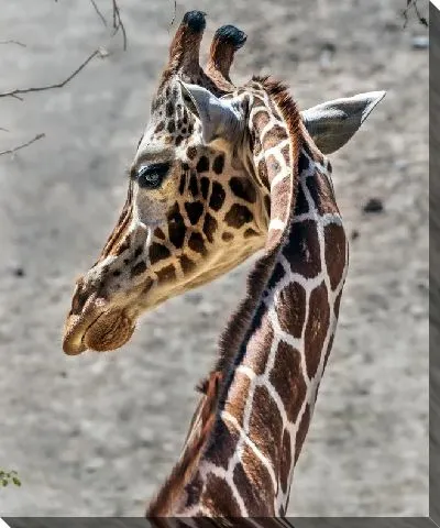 Постер Изогнутая шея жирафа