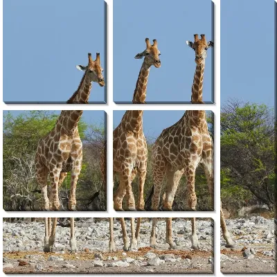 Модульная картина Три жирафа