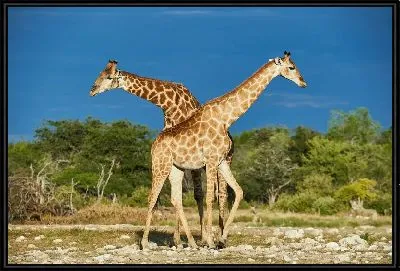 Два жирафа №2