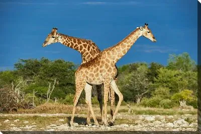 Два жирафа №2